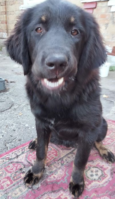 Тібецький мастіф