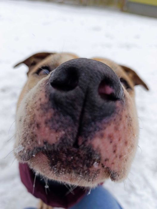 Dlaczego ta piękna mordka jeszcze nie ma domu?