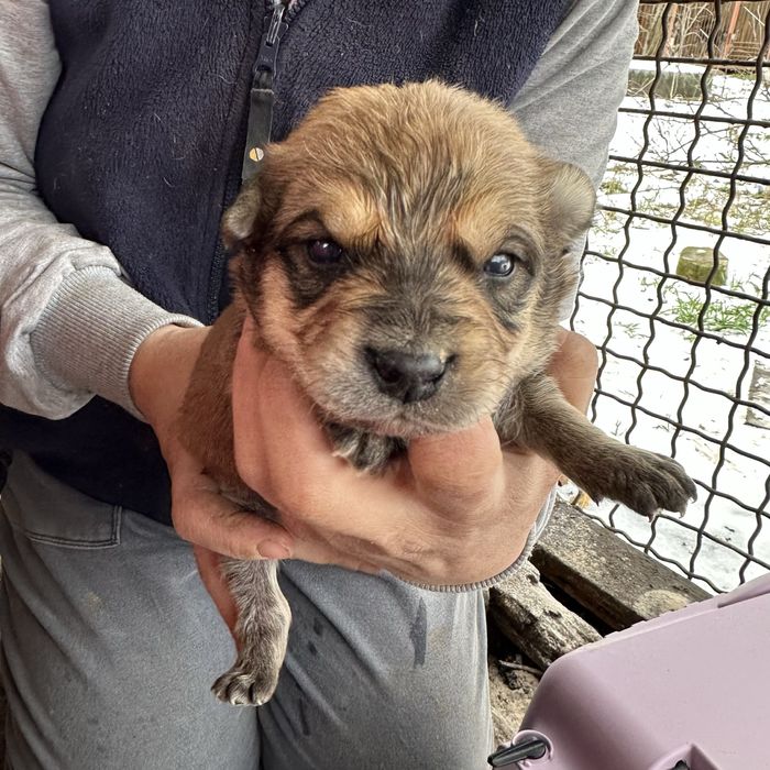 Цуценя шукає дім