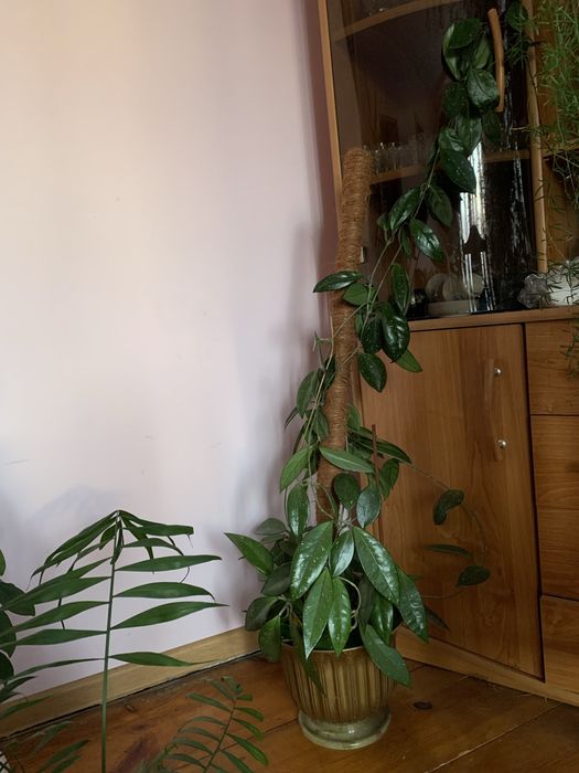 Вазони калатая сукуленти