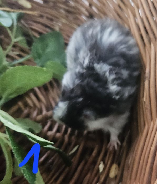 Chomiki syryjskie długowłose