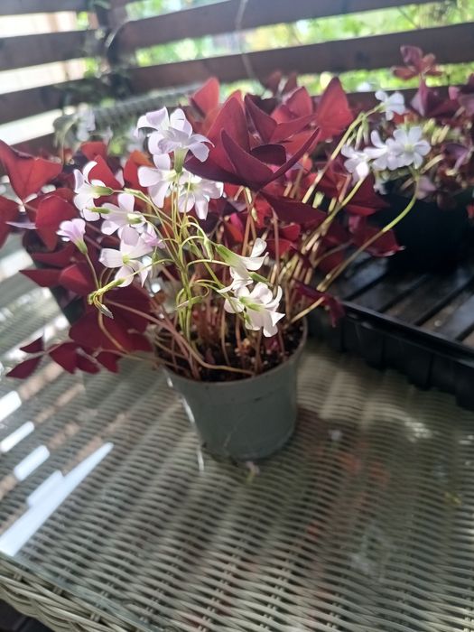 Oxalis sadzonki polecam