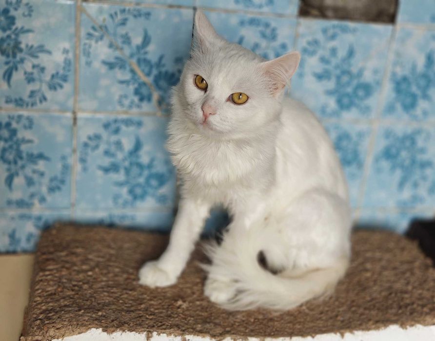 Білий пухнастик, ніжний котик Зефір, 1р. Кіт, кошеня