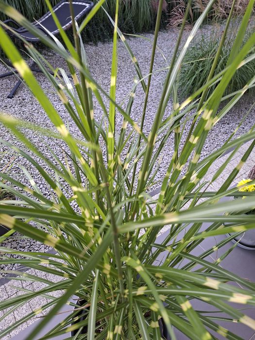 Sprzedam trawy Zebrinus