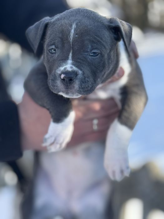 PitbullXL, Пітбуль блакитний колір ,ABKC