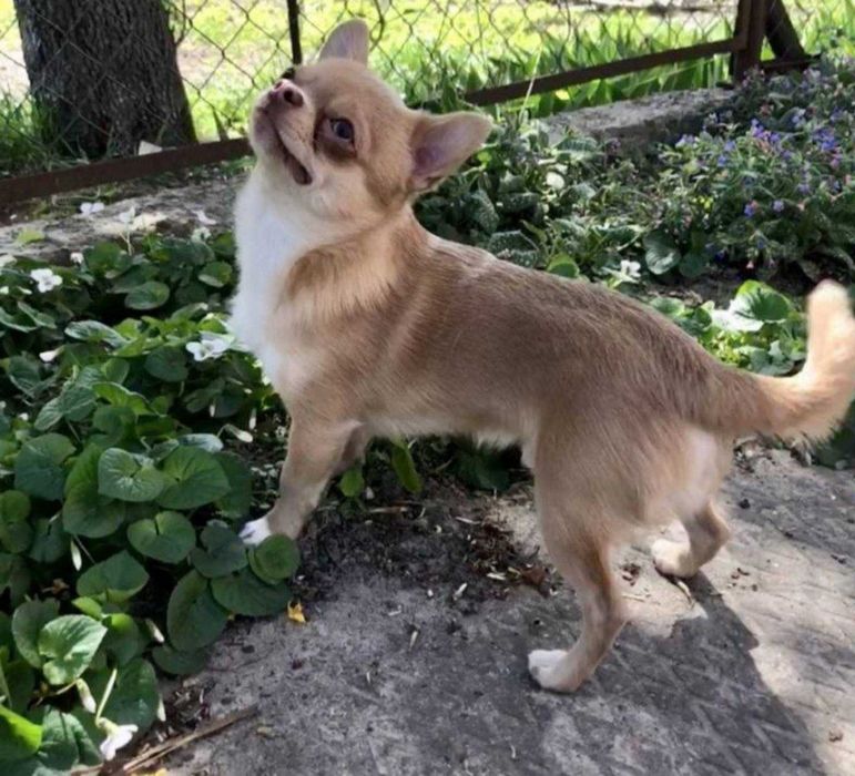 Молоденький хлопчик чихуахуа чекає на наречену