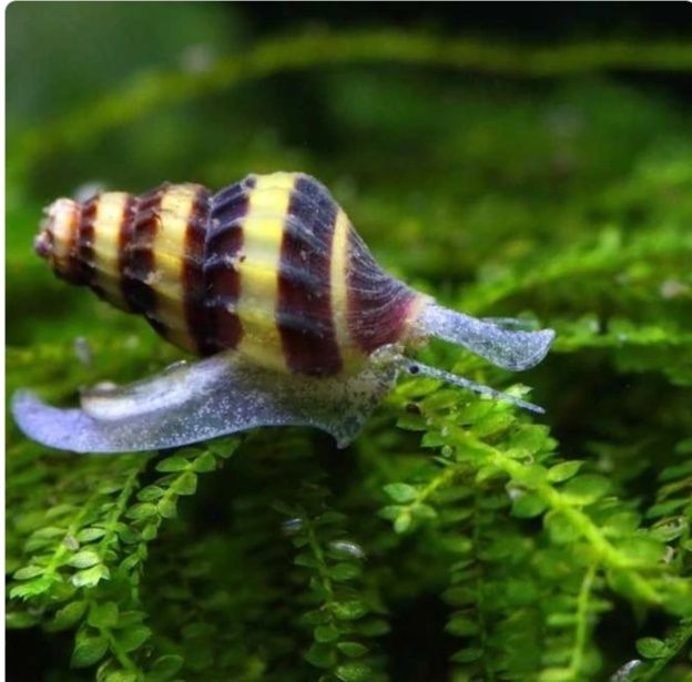 Caracol Helena para aquário