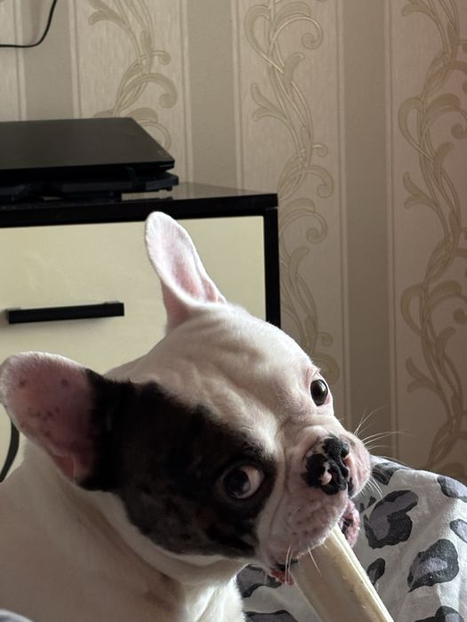 В’язка французького бульдога (кобель)