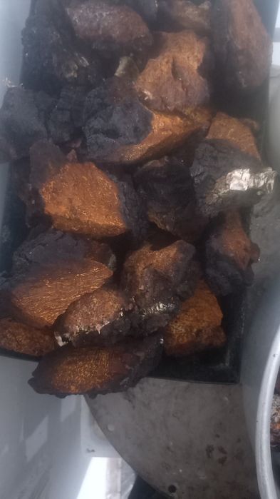 Чага березова зібрана в лісах прикарпаття