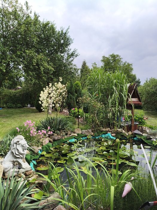 Nowa cena Noworoczna !Ogródek działkowy 503m2