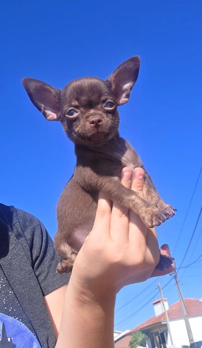 Chihuahua Miniatura Macho Pelo Curto Chocolate Tan