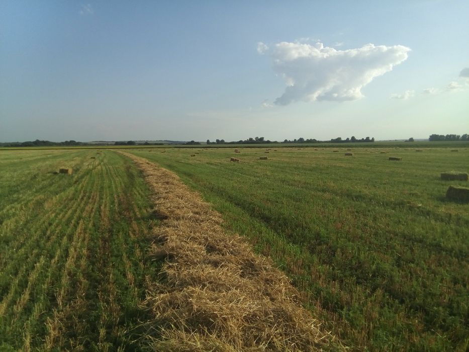 Продам солома в тюках