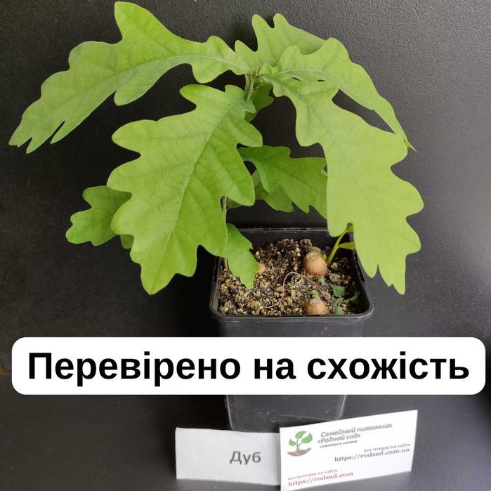 Дуб насіння желудь семена жолудь (4 види) є безкоштовна доставка