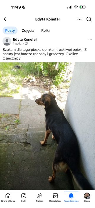 Oddam przyjaznego psa .