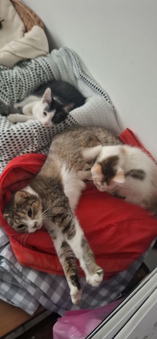 Agatka I Antoś małe urwiski szukają domy