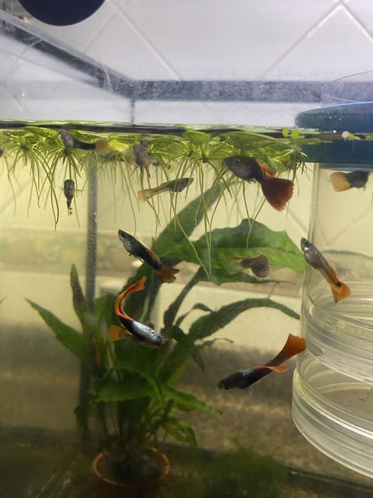 Guppys  e Alivinos de Guppy