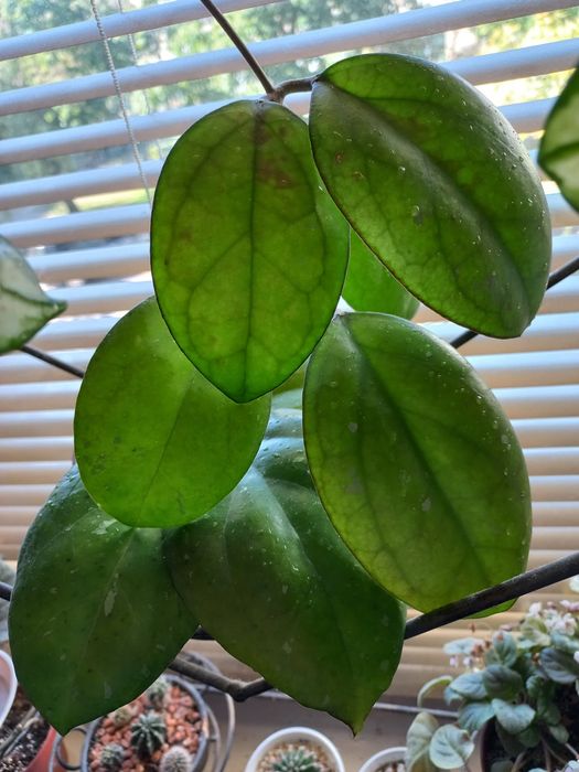 Хойї Ptiktai  і  Joy