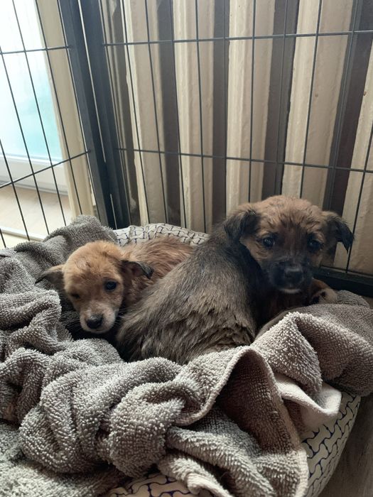 Цуценята дівчата 1,6 місяці