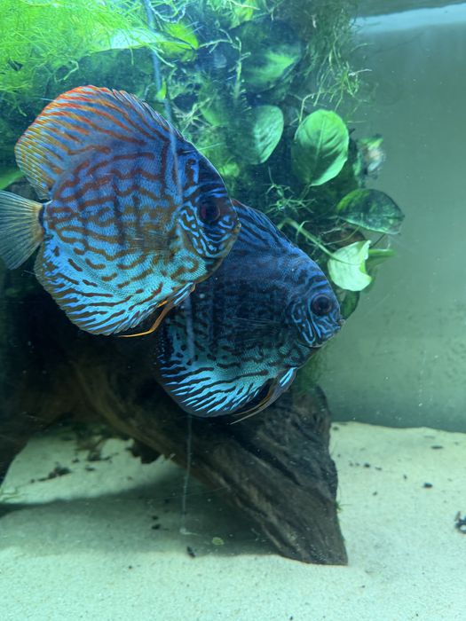 Discus blue Turquoise