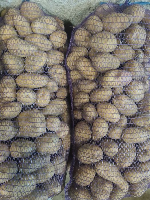 Картопля велика та дрібна