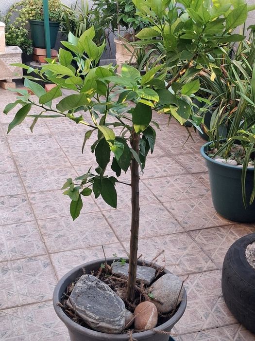 Limoeiro em vaso pronto para ir para Lugar definitivo