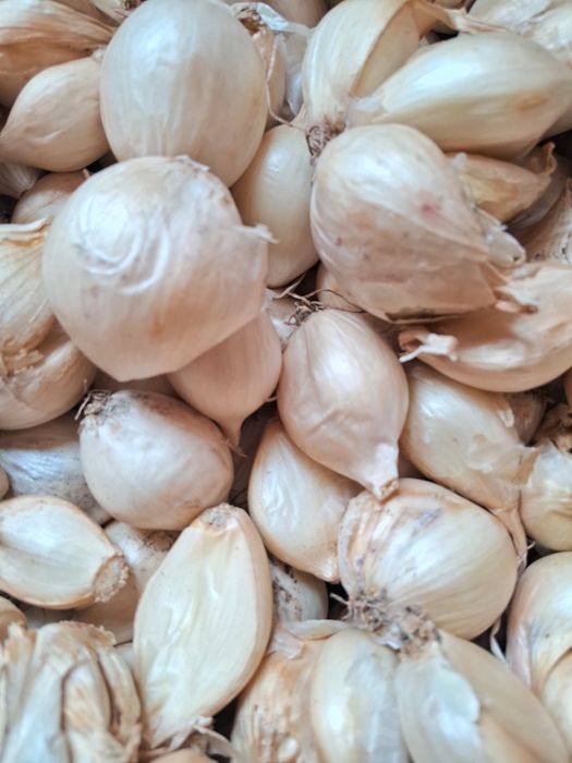 Цибулька кущівка