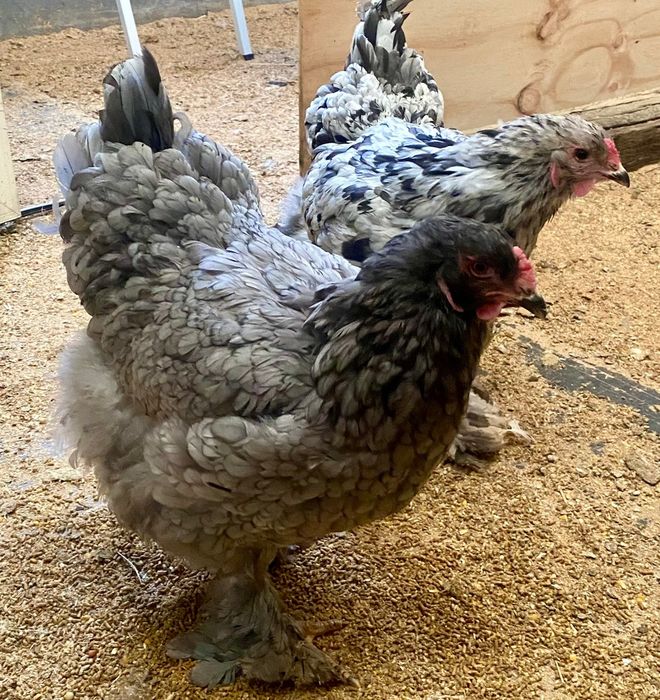 Pintos brahmas azul