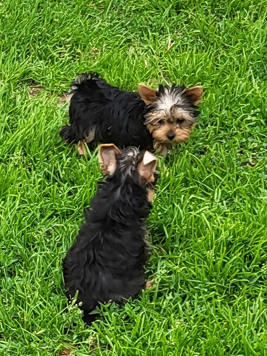 York Terrier suczka gotowe do odbioru PASZPORT!!!