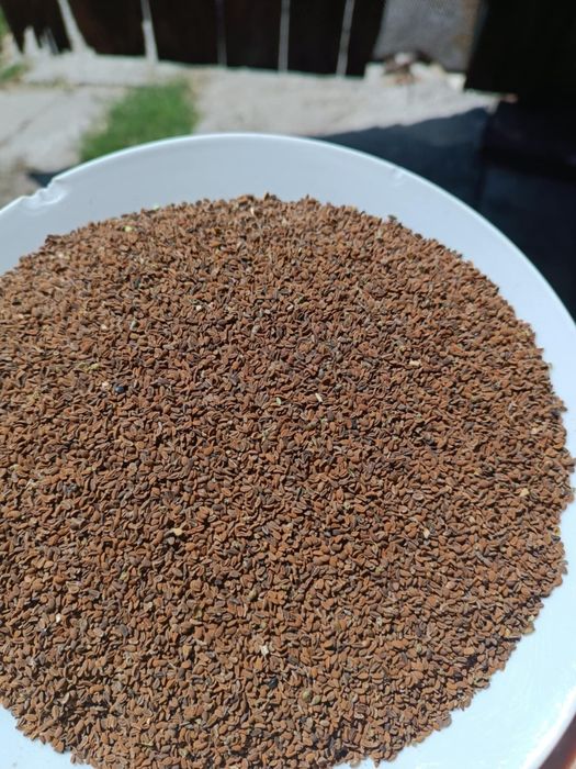 Facelia blękitna na poplon