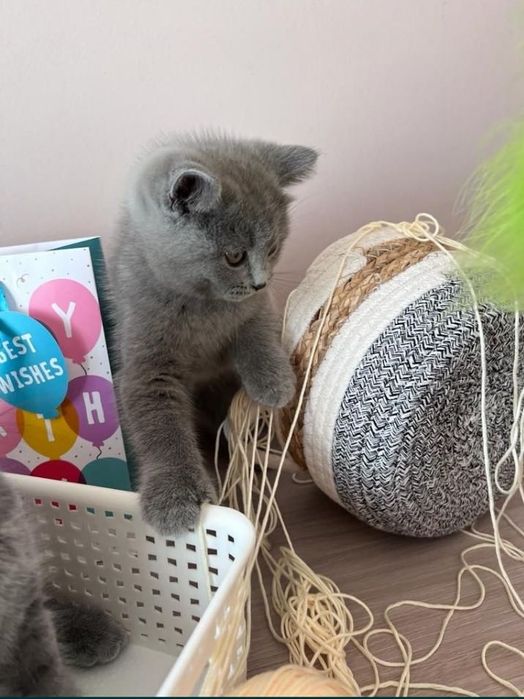 kocurek brytyjski któtkowłosy