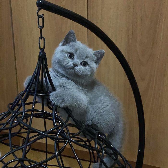 Кошенята в наявності