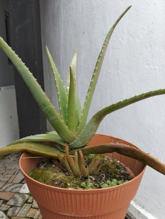 Filhotes Aloé Vera Biológico