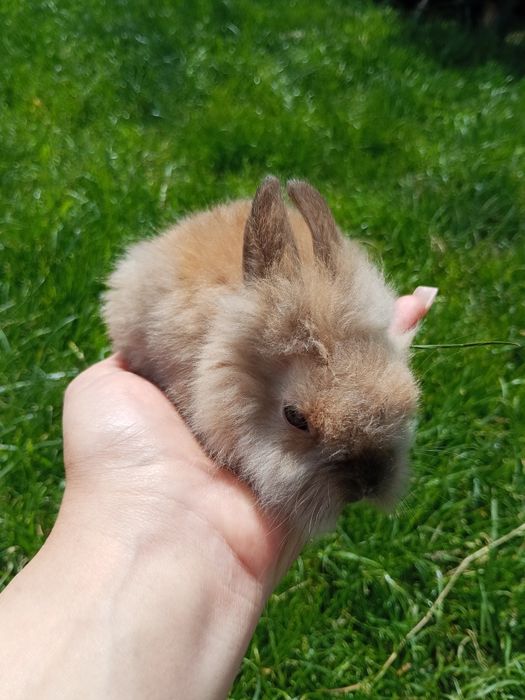 Miniaturka króliczki