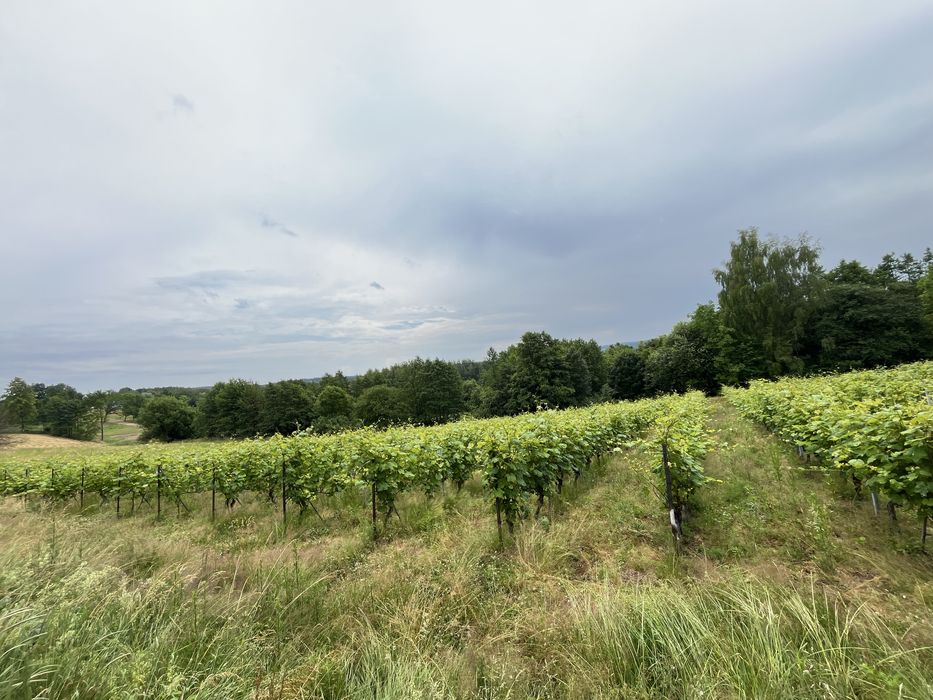 Działka 64 Ary – 2km od granic Rzeszowa, Przylasek - Widok 2