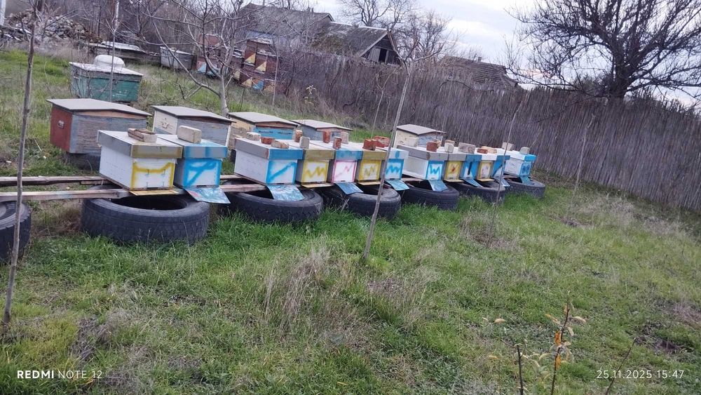 Продам пасіку 100шт