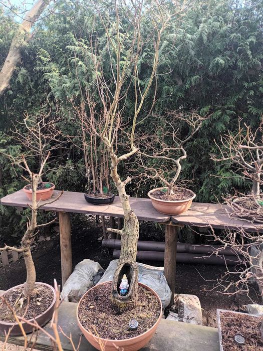 Drzewa Bonsai i Pre-Bonsai