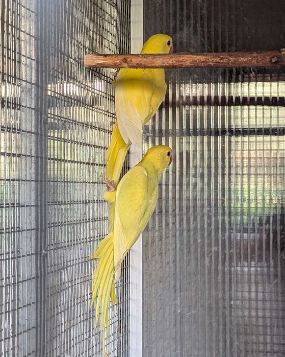 Ring Necks amarelos (2 machos) - Psittacula krameri