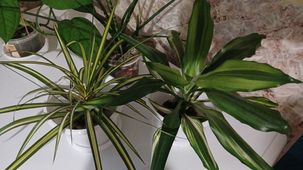 Великий вибір кімнатних рослин