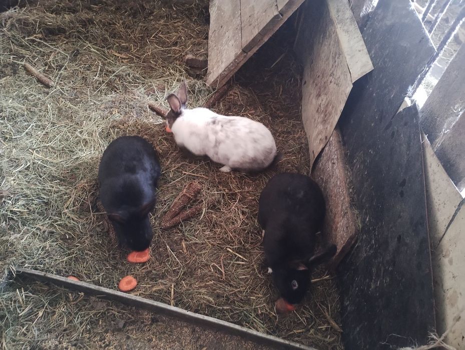 Sprzedam młode króliki