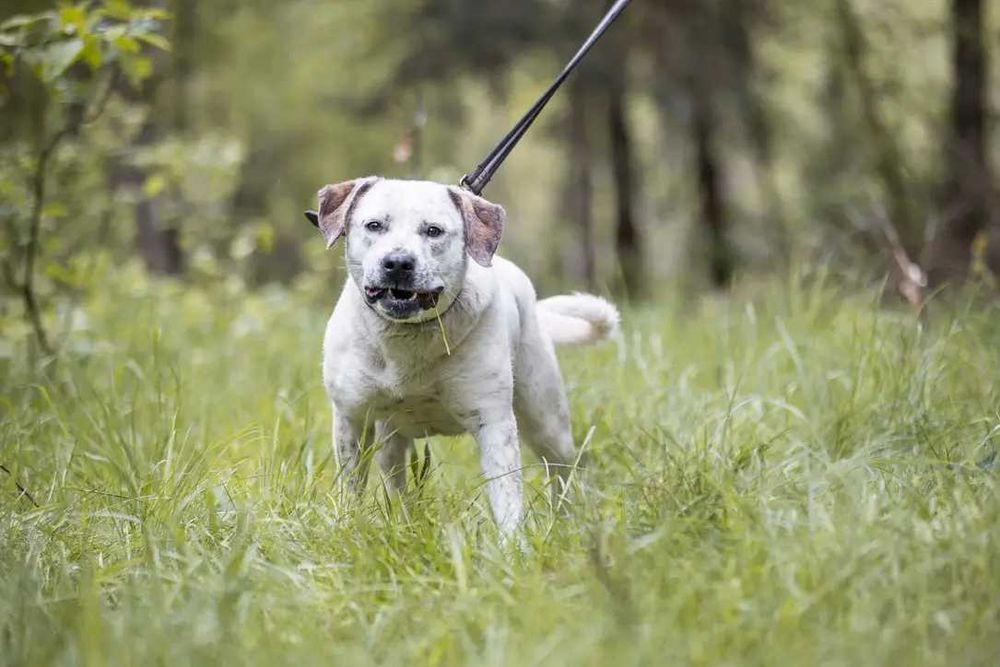 Do adopcji piękna Baffi