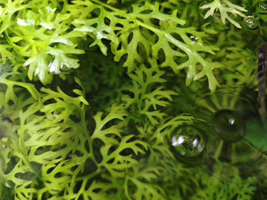 Aquario planta Hygrophila Difformis