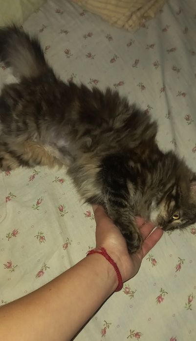 Кішечка стерелізоівана безкоштовно в добрі руки