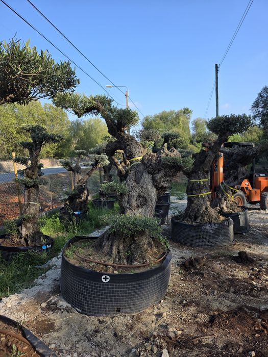 Oliveiras de vários portes / Bonsai