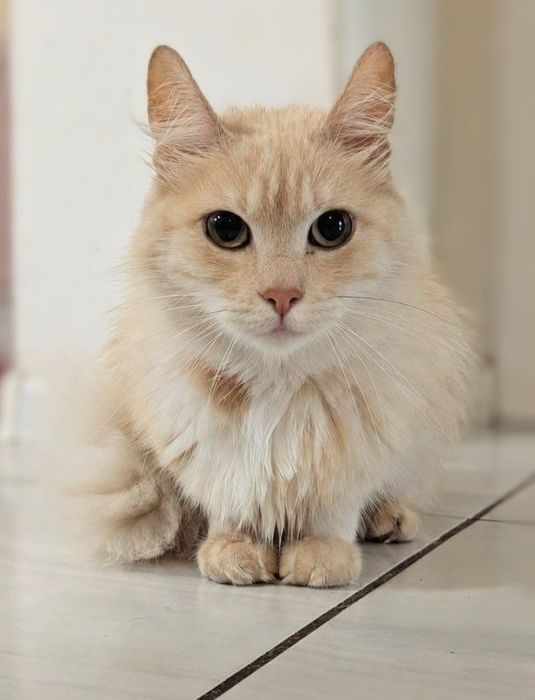 киця Міла шукає родину