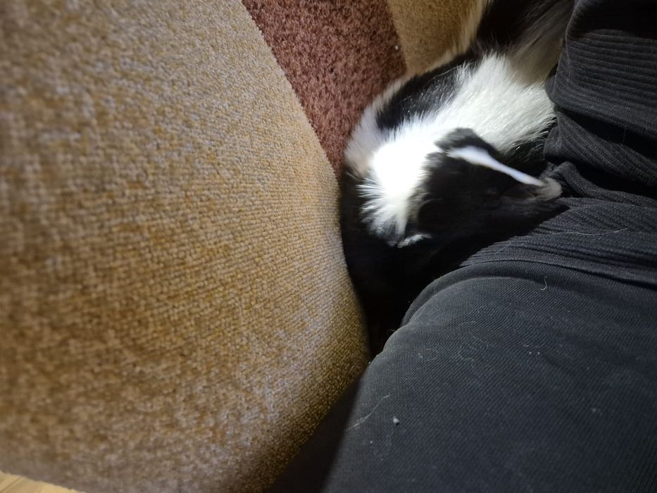 Skunks samiczka samica czarno-biała