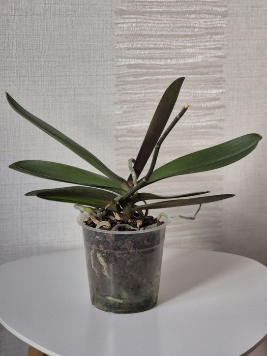 Орхидея биглип big lip Maria Mar