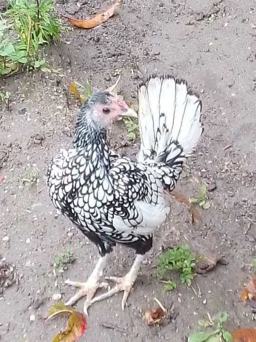 Fêmeas da raça sebright