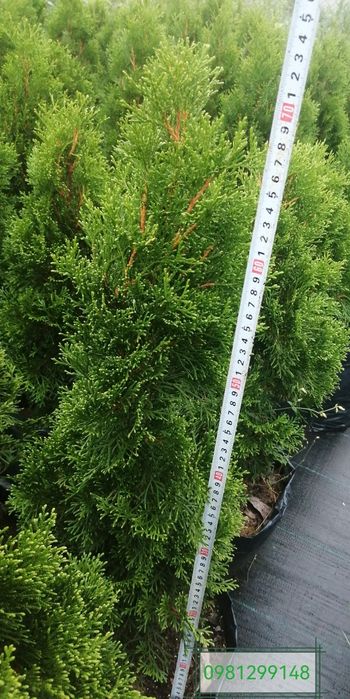 Туї, Ялівці, живці, черенки.