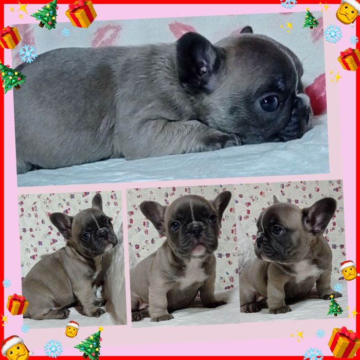 Веселі бульдожата