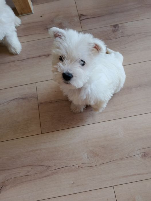 West Terrier piesek
